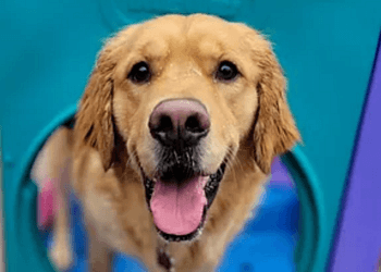 Barrie dog trainer Top Dog K9 Services