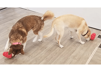 Orillia dog trainer TopDog's Mutt-e-Ssori