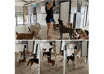 Orillia dog trainer TopDog's Mutt-e-Ssori