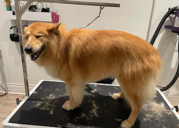 Orillia pet grooming Top Knot Dog Grooming