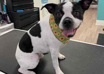 Orillia pet grooming Top Knot Dog Grooming