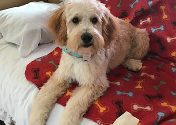 Kawartha Lakes pet grooming Top Notch Dog Grooming