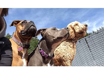 St Johns dog trainer Topsailstar Pet Center