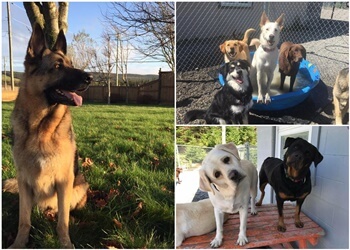 St Johns dog trainer Topsailstar Pet Center