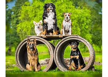 Whitby dog trainer Toronto K9 Center