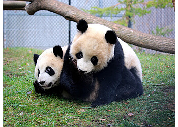 Toronto places to see Toronto Zoo