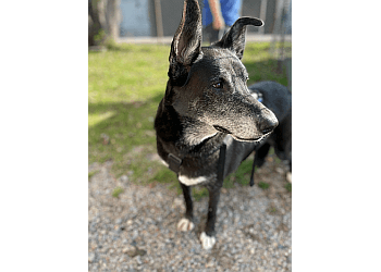 North Bay dog trainer Touch Animal Rehabilitation