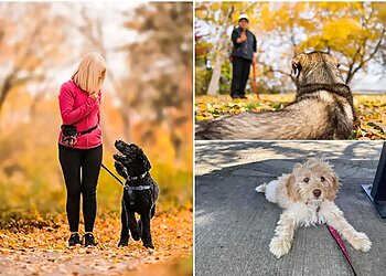 Brossard Dresseurs De Chiens Toutanima Éducation Canine