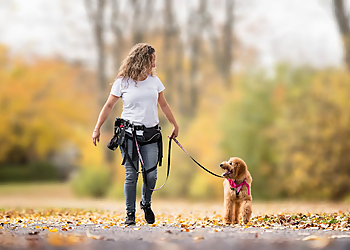 Saint Jean sur Richelieu Dresseurs De Chiens Toutanima Éducation Canine