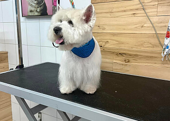 Terrebonne pet grooming Toutou Shop