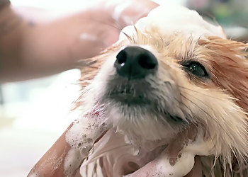 Toutou Shop - Terrebonne, QC Pet Grooming - Service Highlights