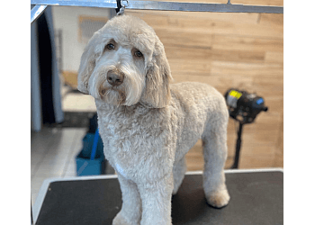 Terrebonne pet grooming Toutou Shop