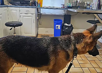 Town and Country Animal Hospital - Stouffville, ON Veterinary Clinics - Patient Image