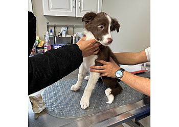 Stouffville veterinary clinic Town and Country Animal Hospital