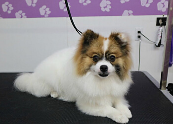 Sudbury pet grooming Town and Country Clips