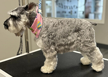 Sudbury pet grooming Town and Country Clips