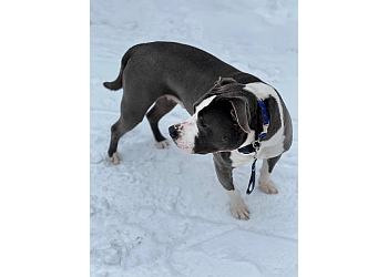 Sault Ste Marie dog trainer Train Wright