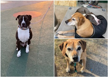 Sault Ste Marie dog trainer Train Wright