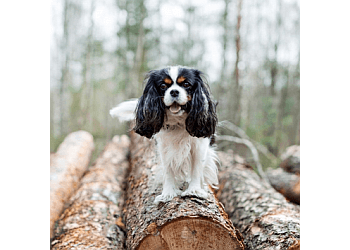 Winnipeg Dresseurs De Chiens Training Loyal Companions