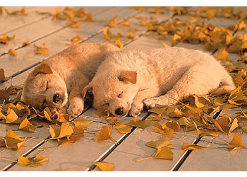 Winnipeg Dresseurs De Chiens Training Loyal Companions