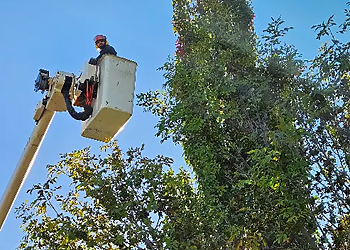 Tree Amigos Ltd Tree Amigos Ltd - Red Deer, AB Services d'arboriculteur - Service Highlights