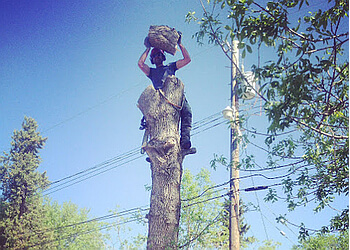 Chilliwack tree service TreeArb Industries