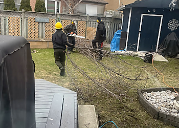 Vaughan tree service Tree Arborists