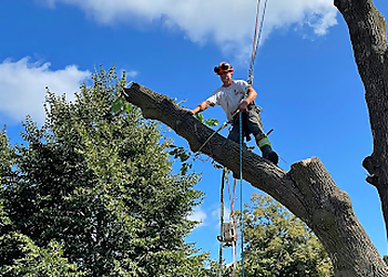 Vaughan tree service Tree Arborists