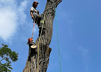 Vaughan tree service Tree Arborists