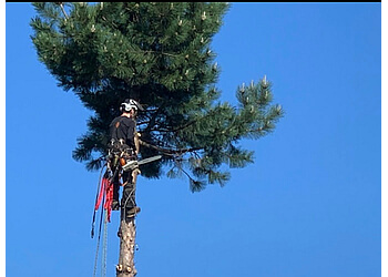 Delta tree service Tree Boss Tree Service