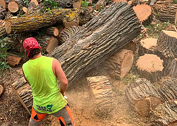 Winnipeg Services d'arboriculteur Tree Ninjas