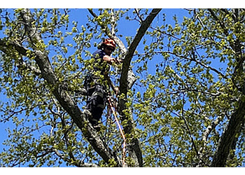 Halifax tree service Tree Works Ltd.