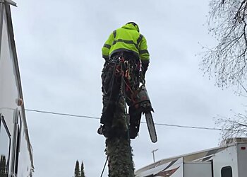 Thunder Bay tree service Tree and Tractor image 1