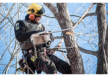 Fredericton tree service Treecologic Inc.