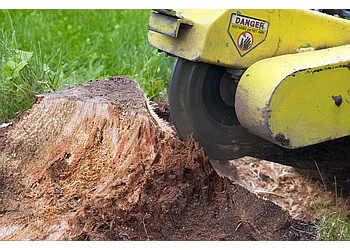 Fredericton tree service Treecologic Inc.