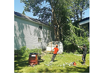 Welland Services d'arboriculteur Treemore