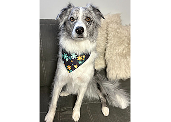 Sudbury pet grooming Trims & Tails