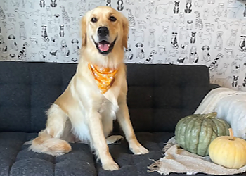 Sudbury pet grooming Trims & Tails