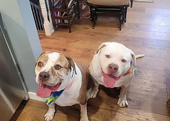 Sudbury Salons de Toilettage Pour Animaux De Compagnie Trims & Tails