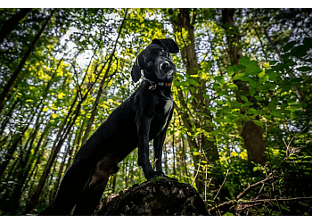 Brampton dog walker Trizane Dog Services