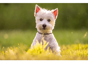 Brampton dog walker Trizane Dog Services