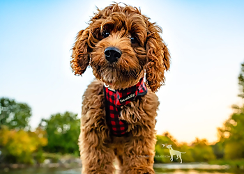 Brampton Dresseurs De Chiens Trizane Dog Services