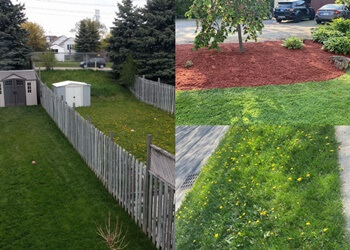 TruGreen - Cambridge, ON Service D'Entretien De Pelouse - Service Highlights