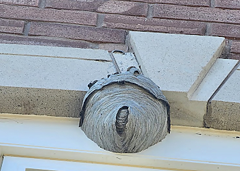 Truly Nolen Pest Control - Oakville, ON Pest Control - Pest Control Service Image