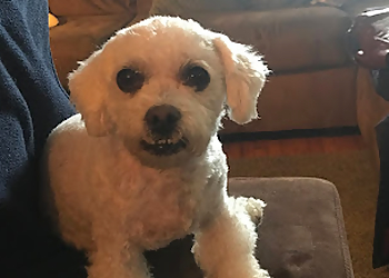 Niagara Falls pet grooming Turn a New Page Pet Grooming