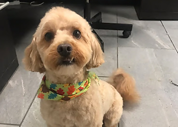 Niagara Falls pet grooming Turn a New Page Pet Grooming