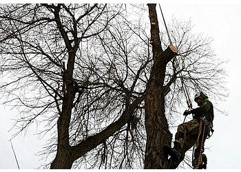 Calgary tree service Turning Leaf Tree Service