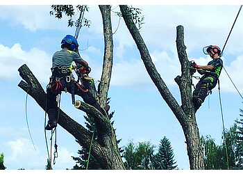 Calgary tree service Turning Leaf Tree Service