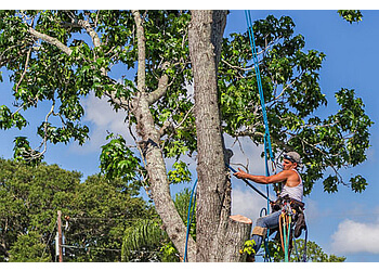 Richmond Hill tree service Twelve Oaks Tree Service Inc.