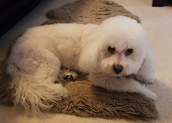 St Albert pet grooming Twisted Whiskers Pet Spa